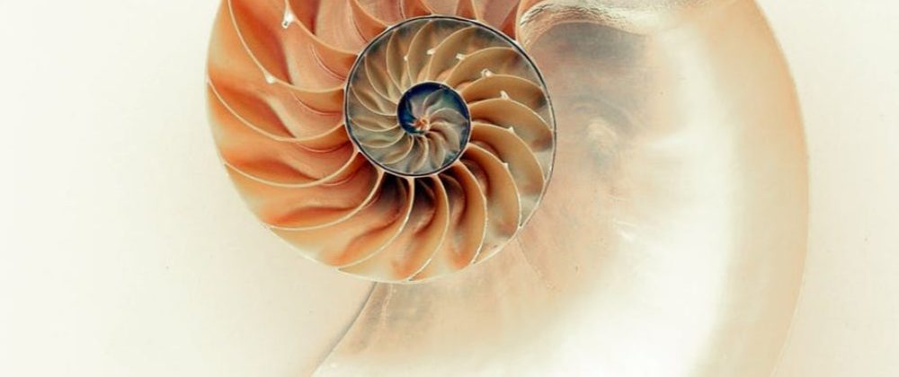 A　R　N　I　C　A 　